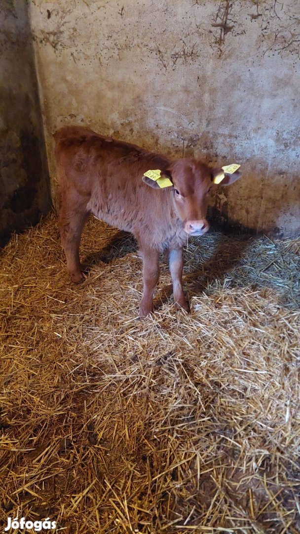 Limousin keresztezett üsző