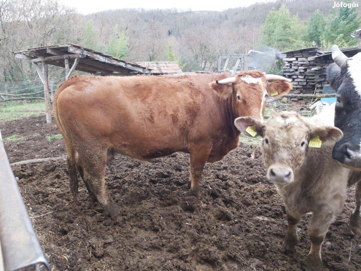 Limousin tehén eladó