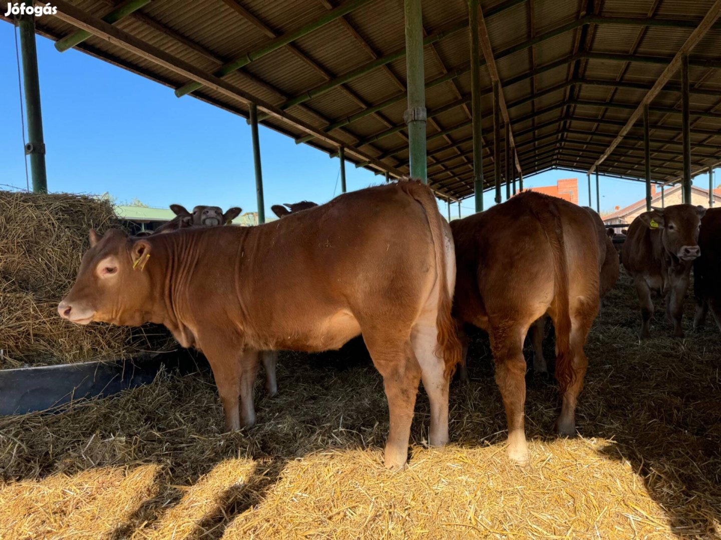 Limousin tenyészüszők eladók