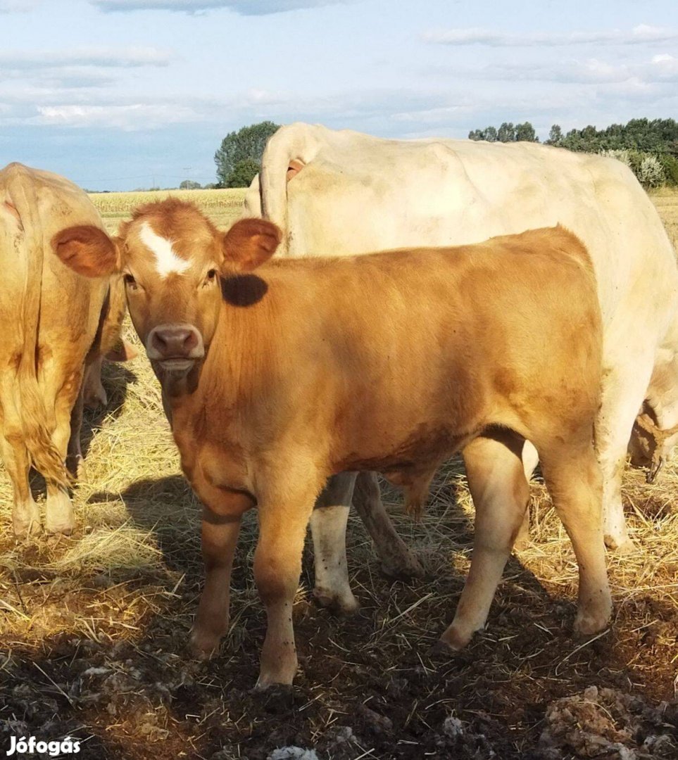 Limuzin és charolais bikák eladók!