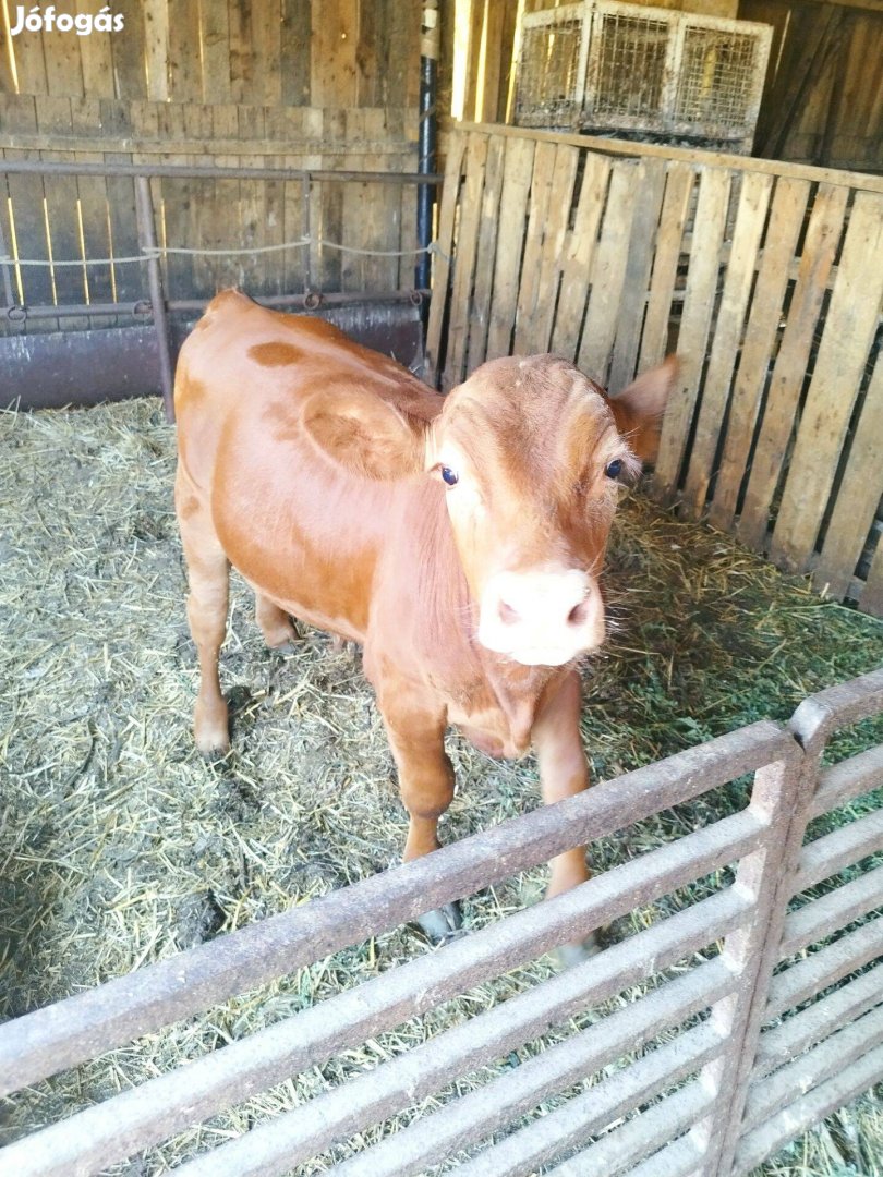 Limuzin szarvtalan bika eladó