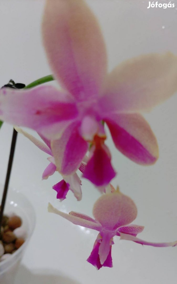 Liodoro orchidea - illatos