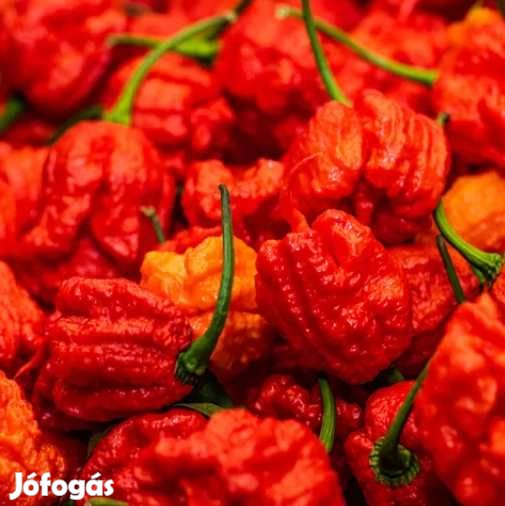 Liofilizált Fagyasztva szárított Carolina Reaper 20g  (5009)