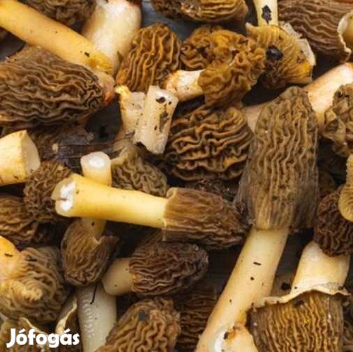 Liofilizált, Fagyasztva Szárított Cseh Kucsmagomba 18g (4718)
