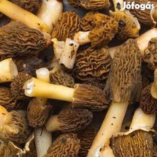 Liofilizált, Fagyasztva Szárított Cseh Kucsmagomba 50g (6153)