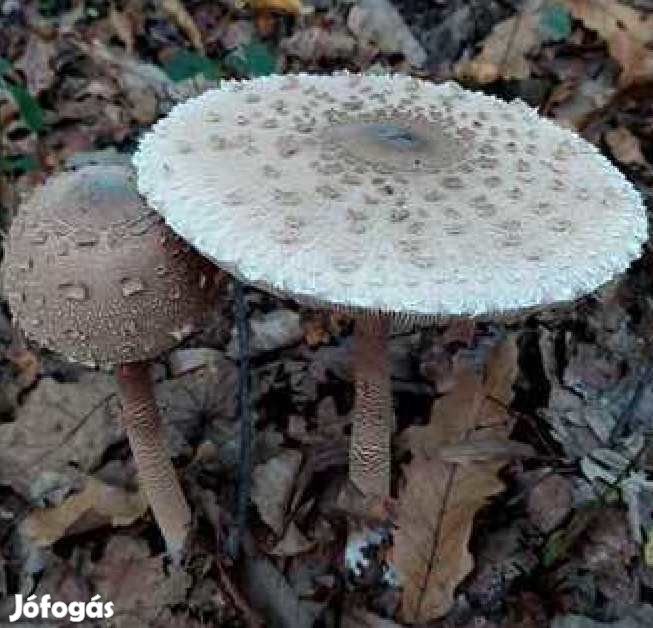 Liofilizált, Fagyasztva Szárított Nagy őzlábgomba 50g (6152)