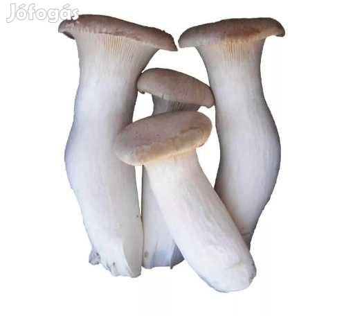 Liofilizált, Fagyasztva Szárított Ördögszekérgomba 50g 4633