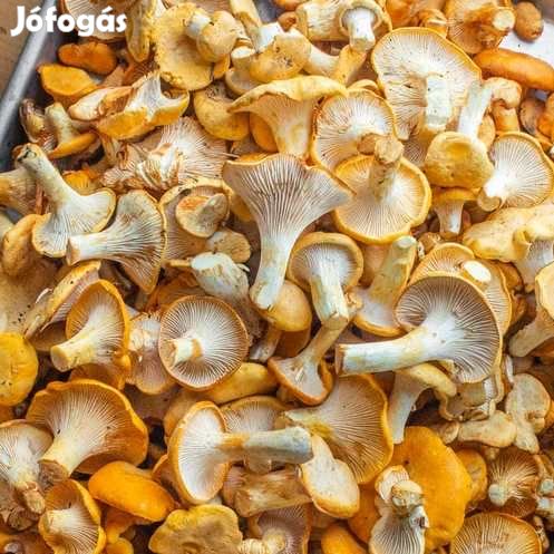 Liofilizált, Fagyasztva Szárított Rókagomba 18g (4722)
