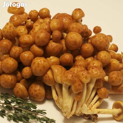 Liofilizált, Fagyasztva Szárított Tőkegomba Nameko 18g (4731)