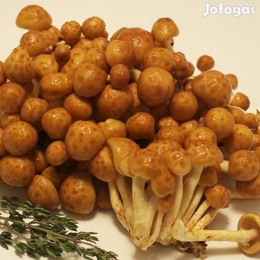 Liofilizált, Fagyasztva Szárított Tőkegomba Nameko 18g 4731