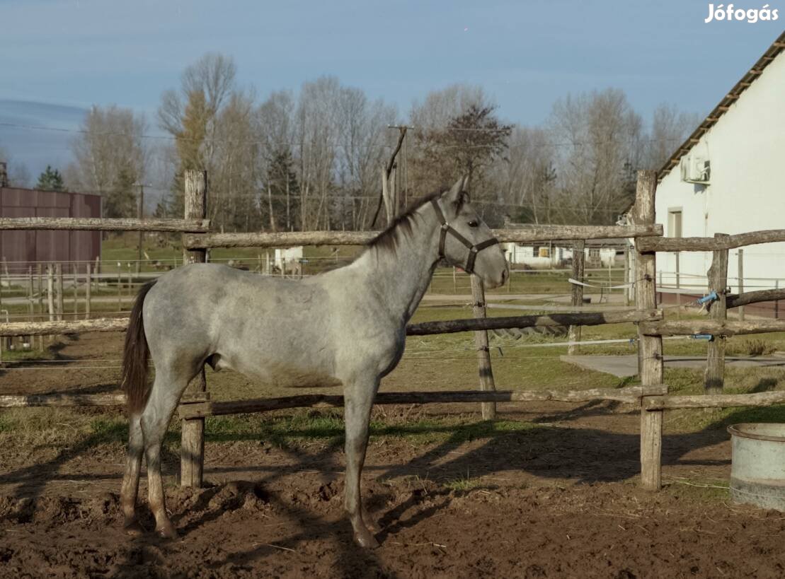 Lipicai csikók eladók!