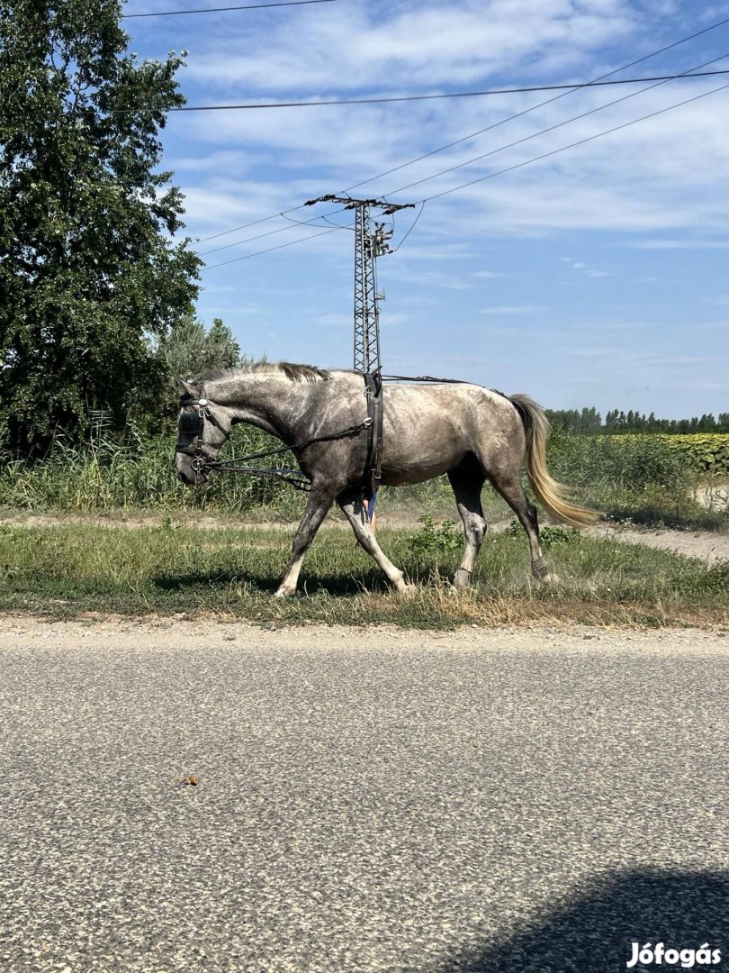 Lipicai csődör