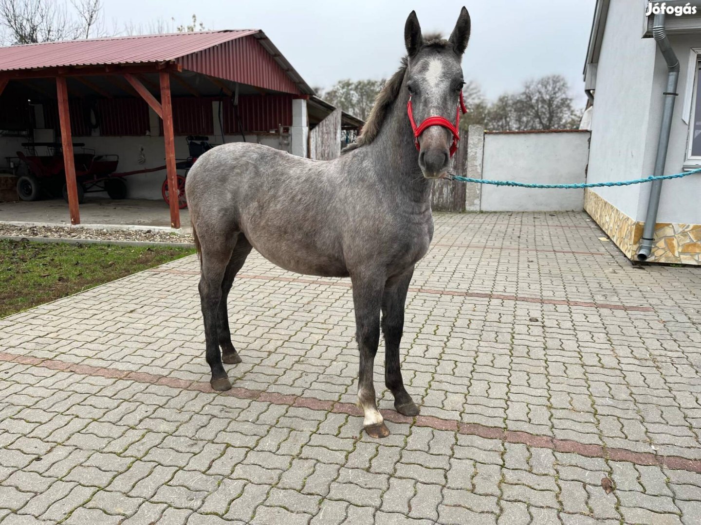 Lipicai csődör csikó 