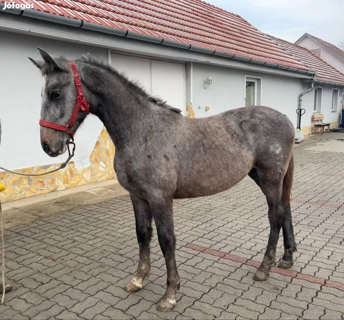 Lipicai csődör csikó 