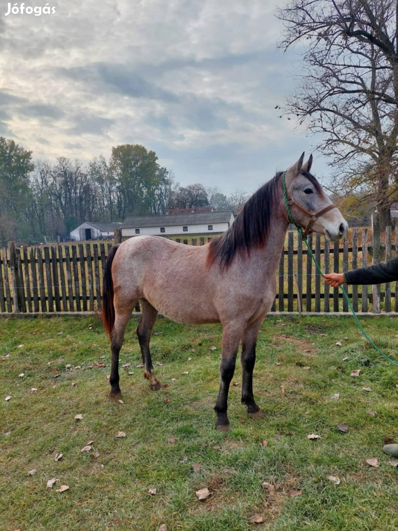 Lipicai félvér kanca csikó