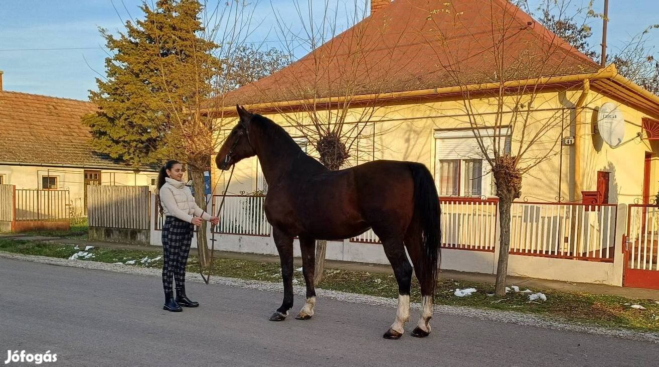 Lipicai herélt ló eladó 