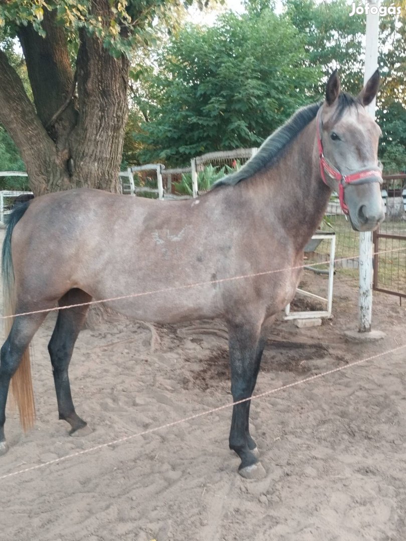 Lipicai kanca eladó.