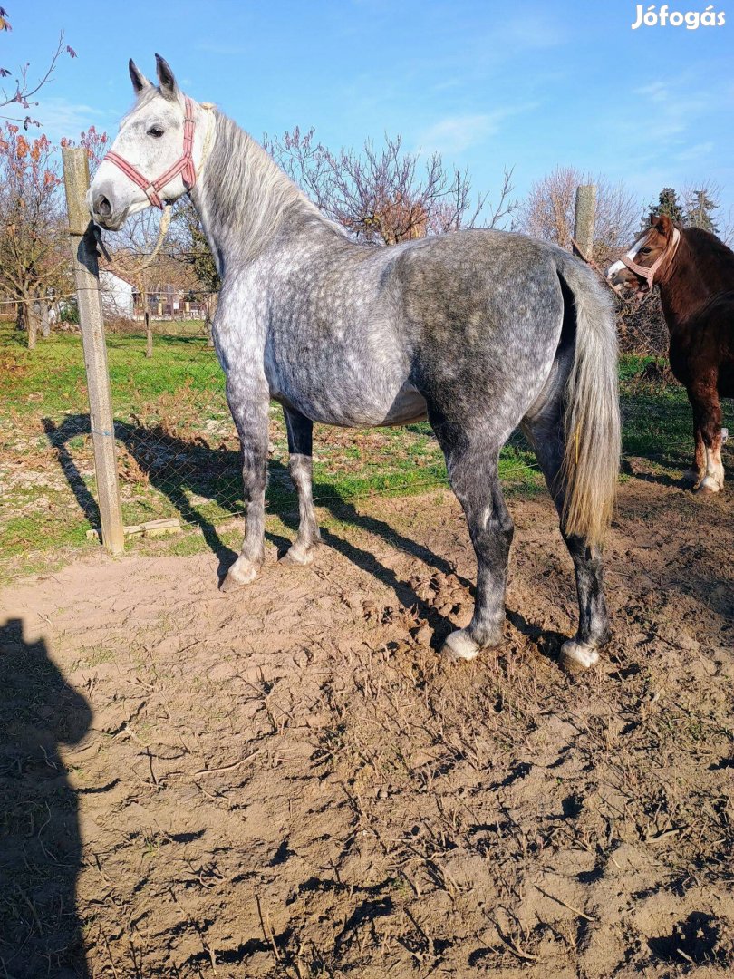 Lipicai kanca ló eladó cserélhető