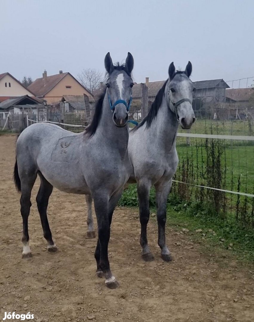 Lipicai mén csikók eladó Favory 