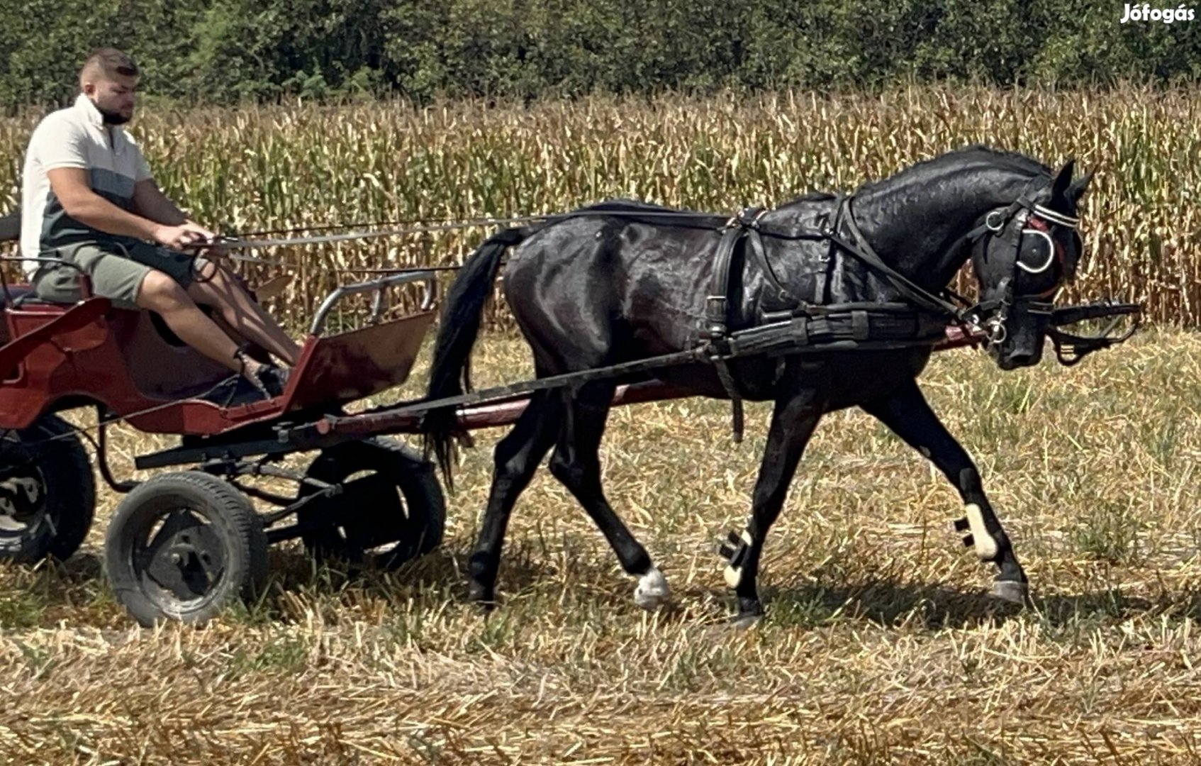 Lipicai x Furioso csődör csikó 