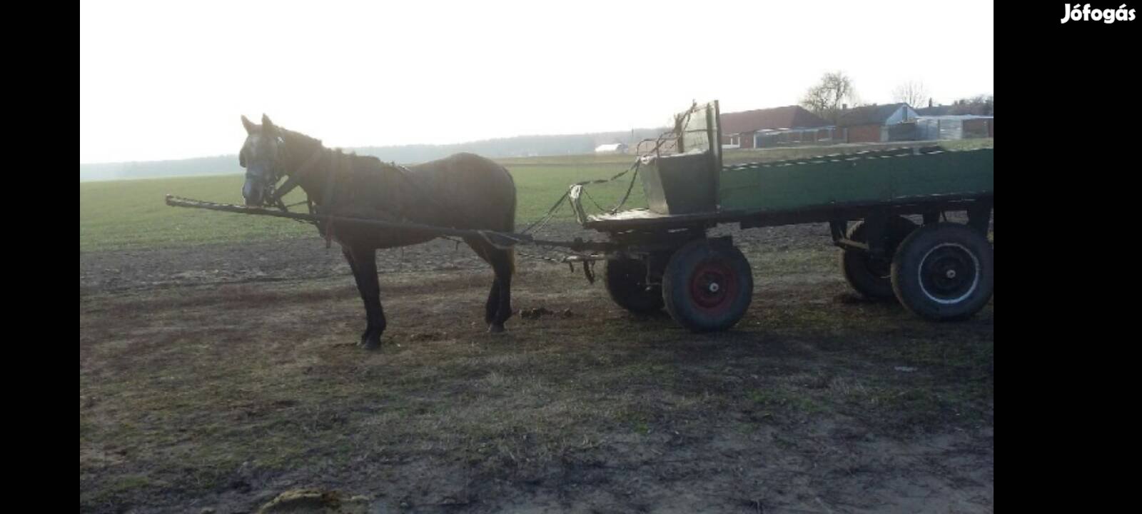 Lipp fél vér kancacsikó eladó.ló csere lehet.