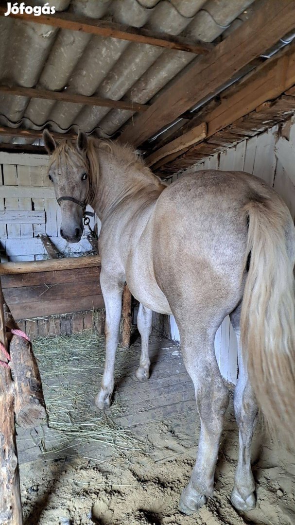 Lipp x sodrott Kanca csikó