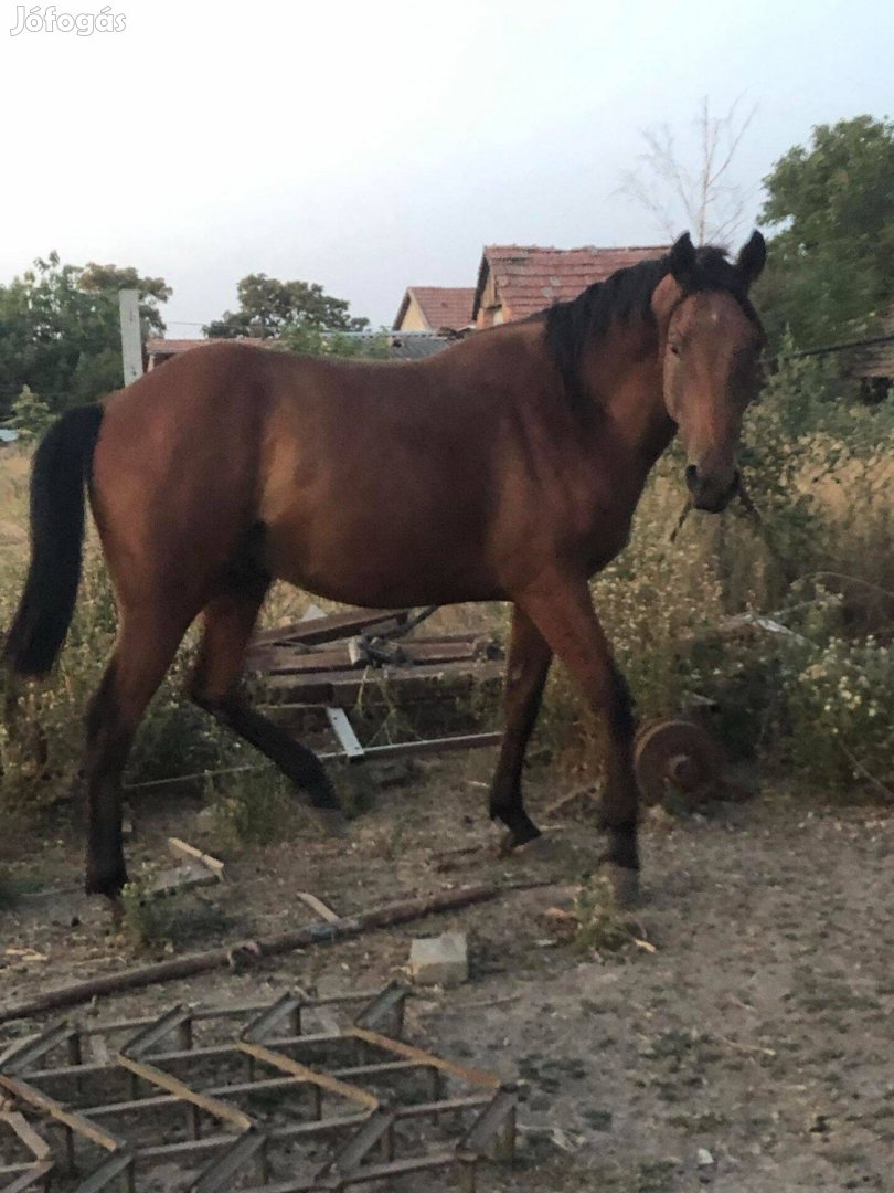 Ló, csikó eladó