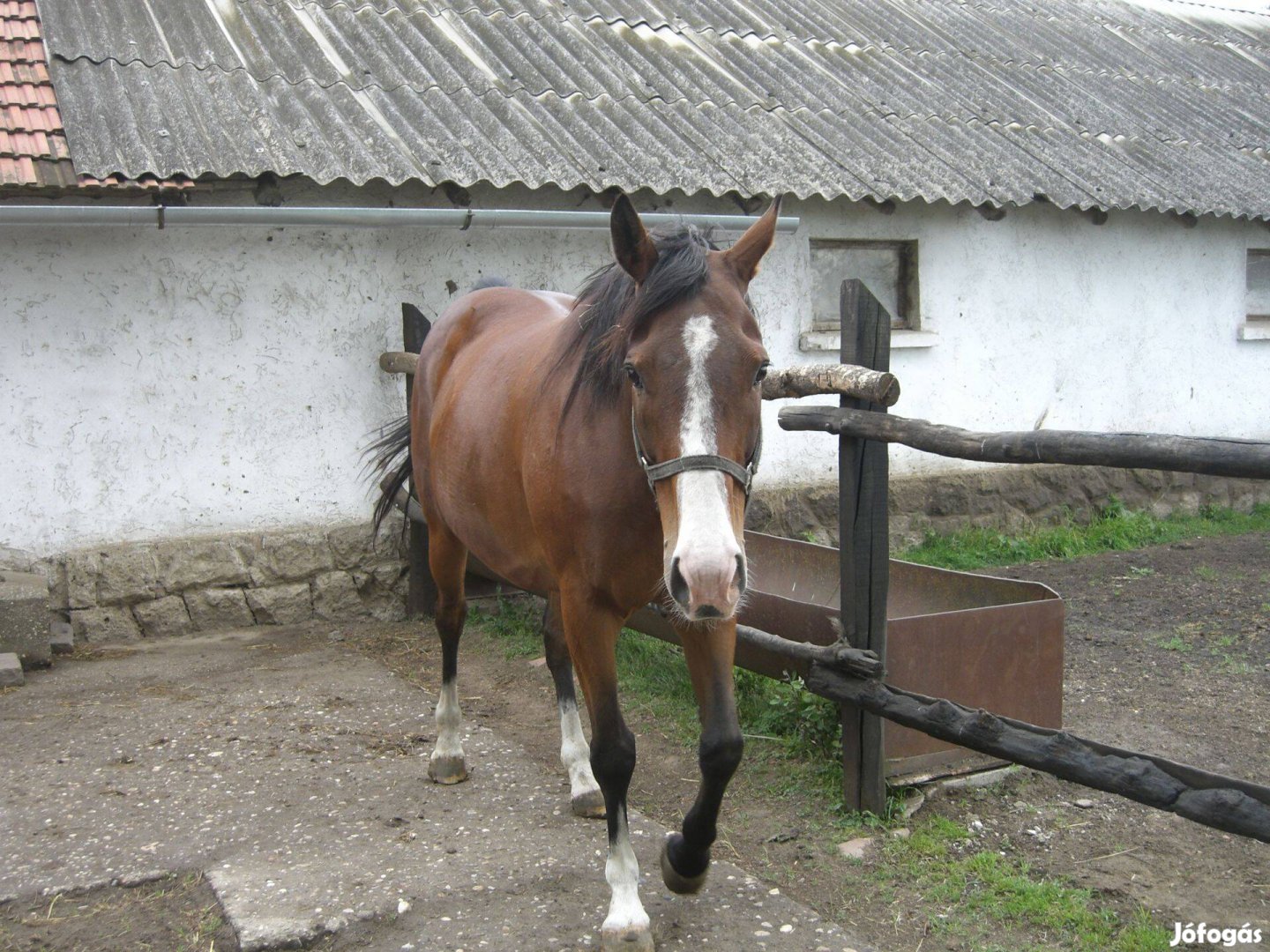 Ló angol telivér kanca eladó!