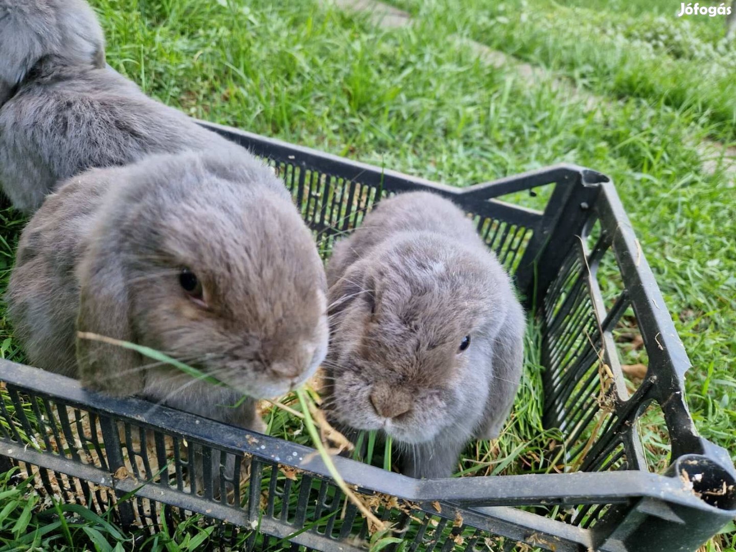 Lógó fülű nyúl,  törpe nyuszik eladók 