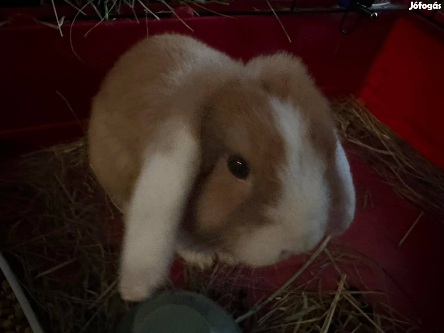 Logófűlű törpe nyúl