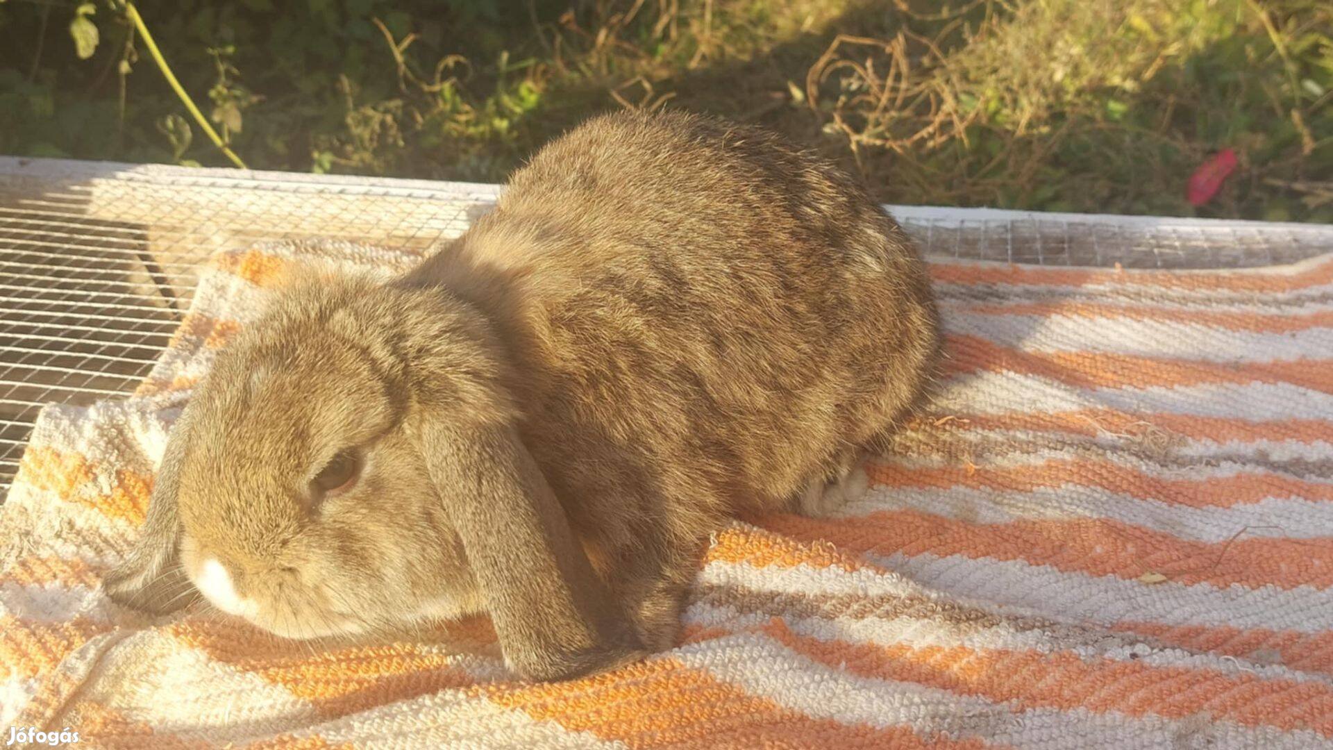 Lógófülű törpe nyúl eladó