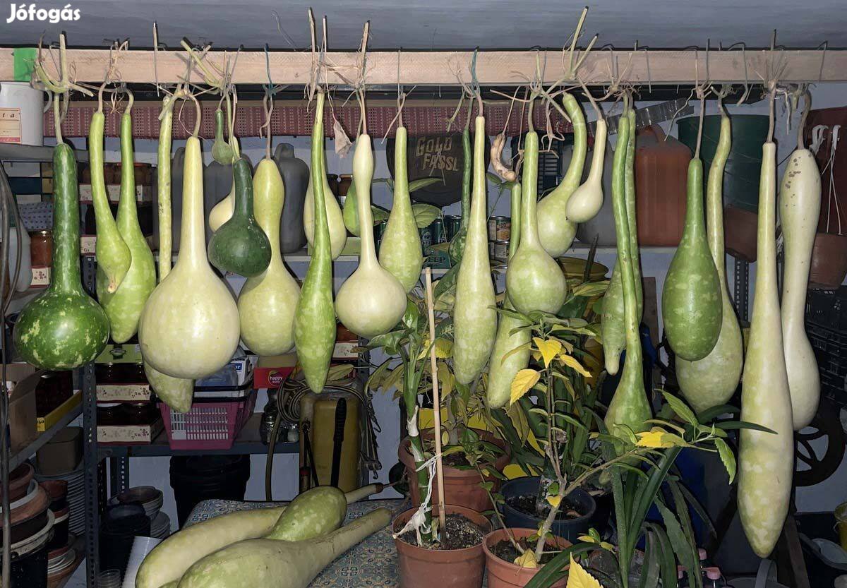 Lopótök kolbásztök korsótök mag 25 db vetőmag dísz tök
