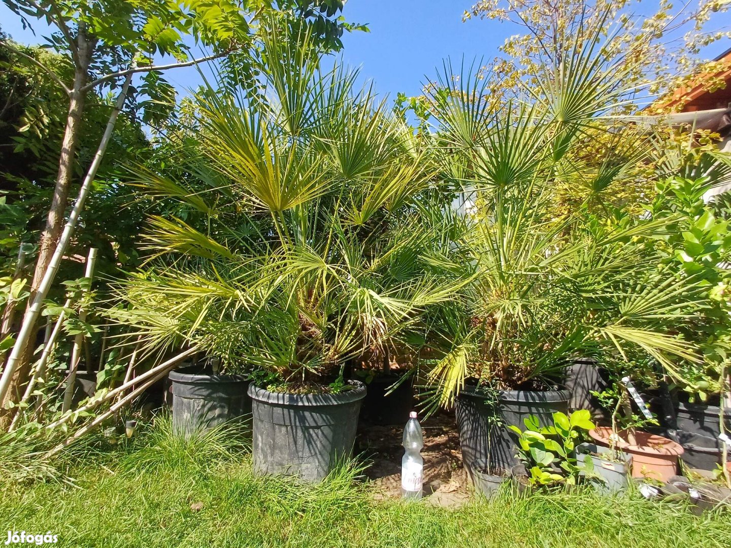 Lószőrpálma, Chamaerops Humilis, 