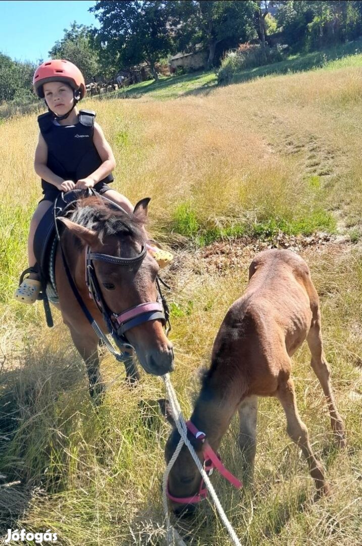 Lovagolható póni kanca