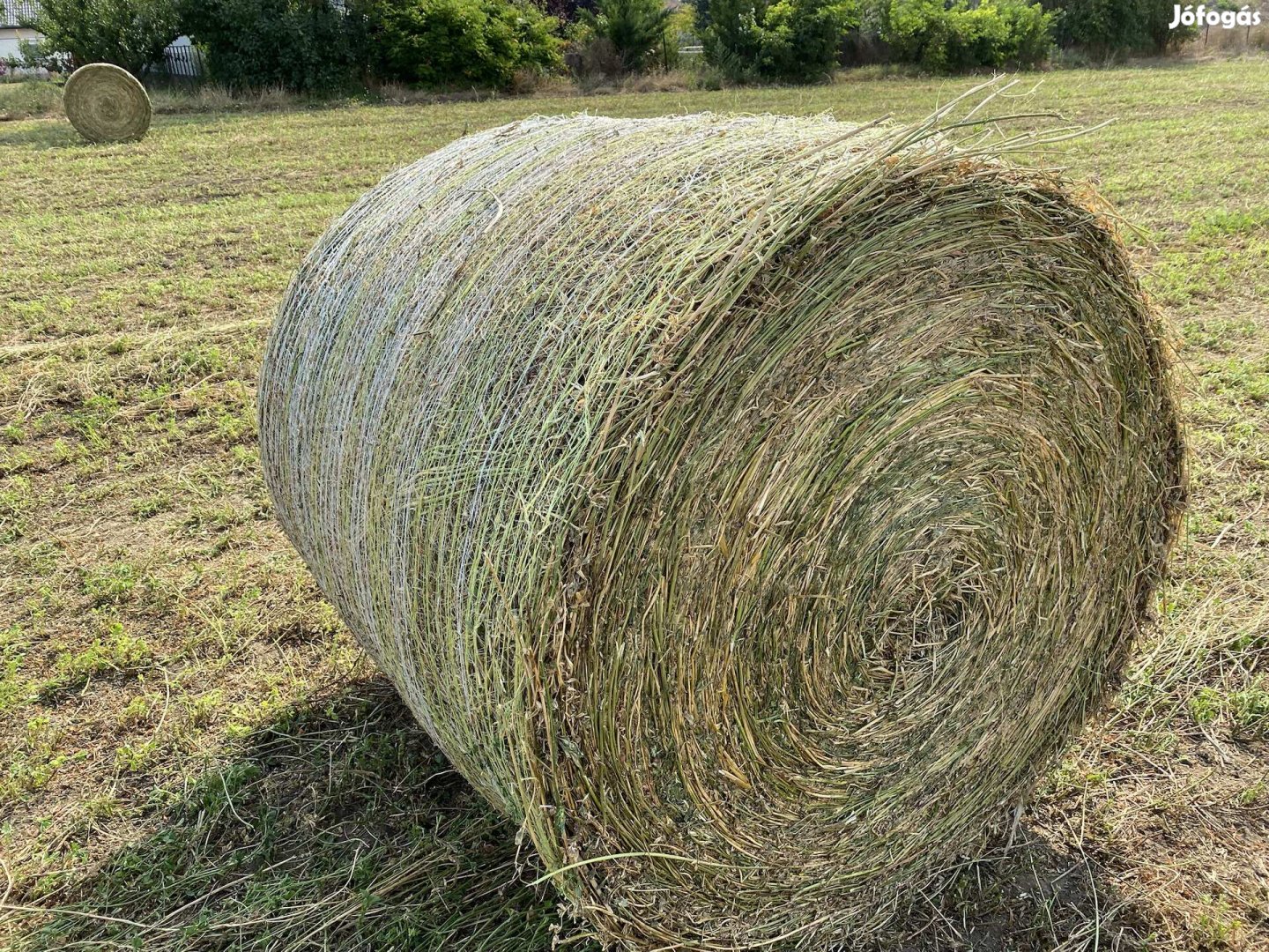 Lucerna körbála