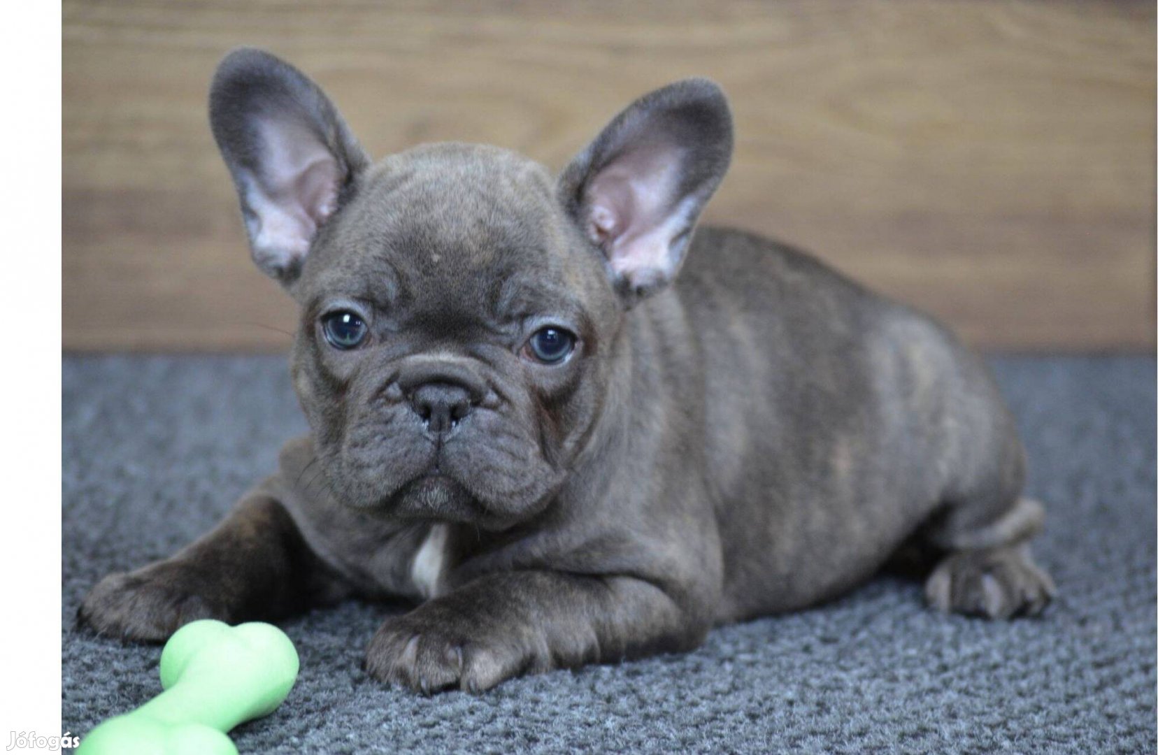 Lucy, gyönyörű kék lány francia bulldog