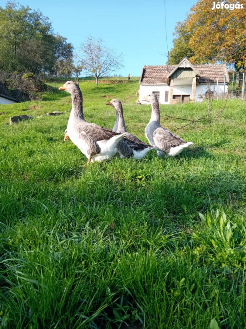 Lúd,liba, néma kacsa. Gácsér,kakas