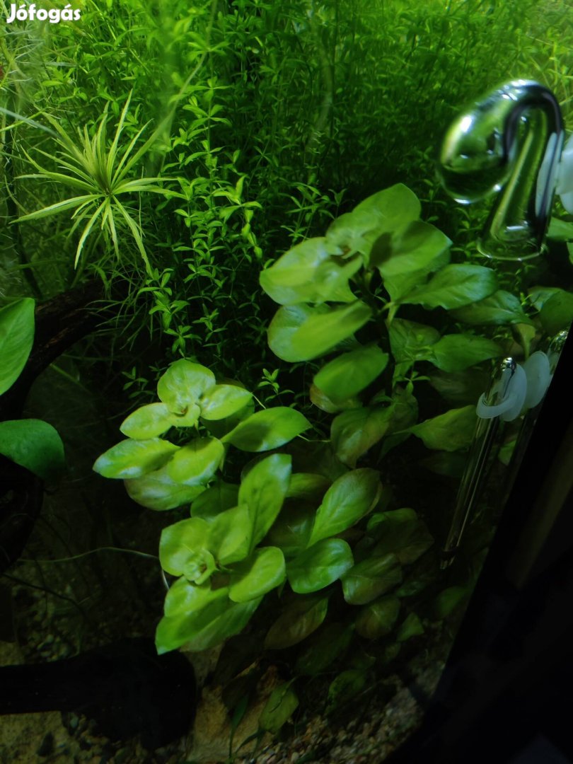 Ludwigia glandulosa akváriumi növény, vízinövény 