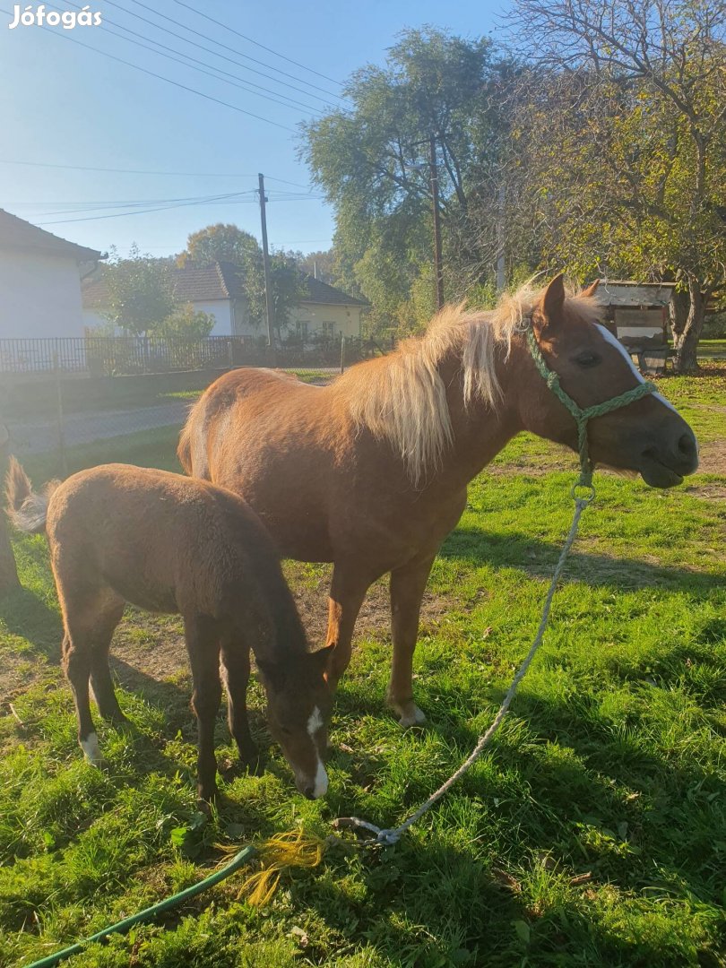 Luna kanca poni