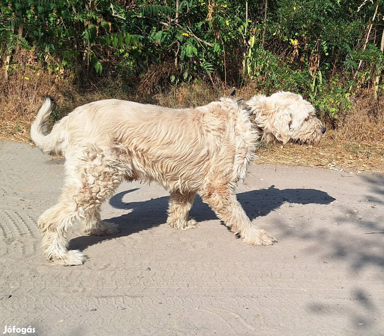 Mackó - komondor jellegű kan ingyen elvihető