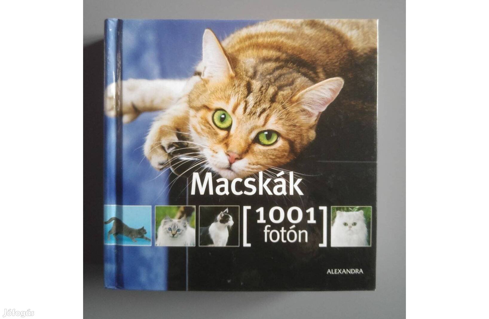 Macskák 1001 fotón Új képes album