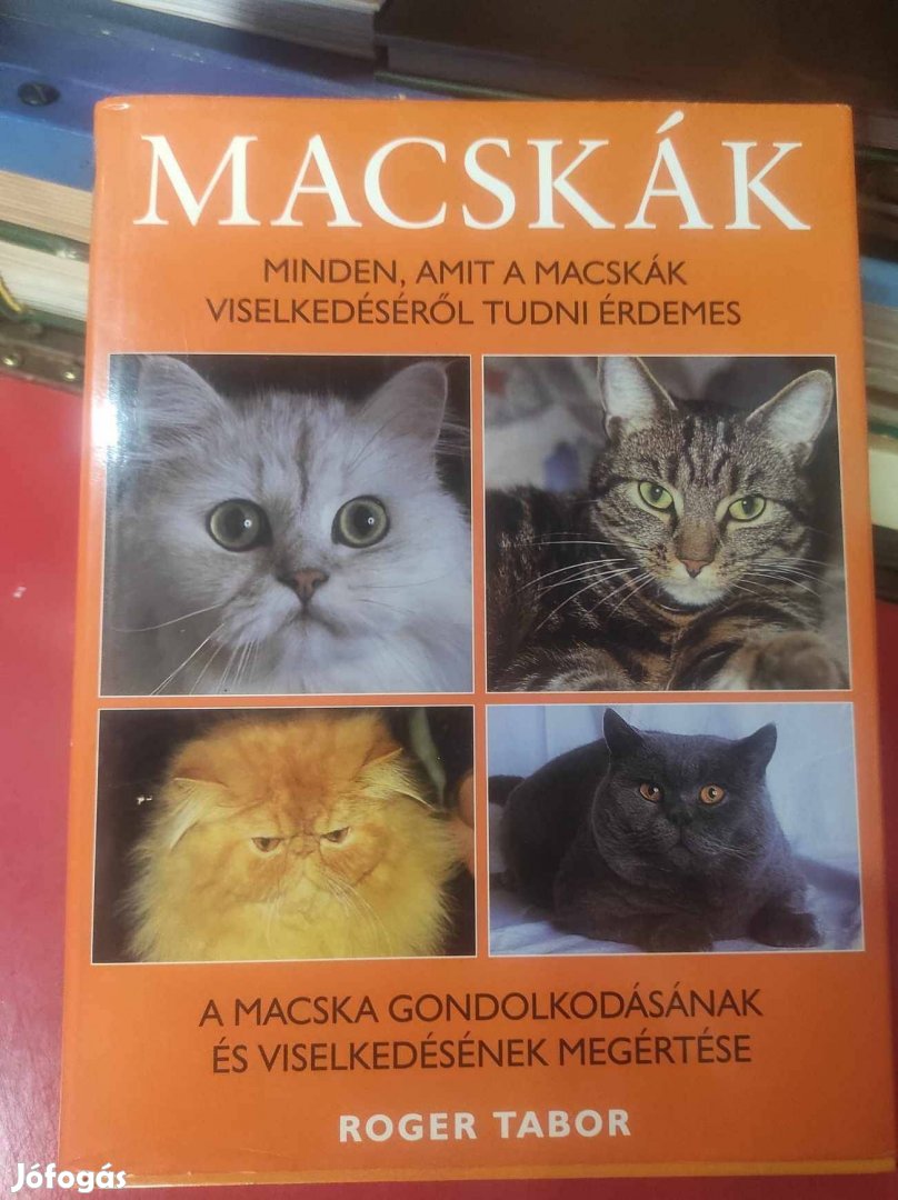 Macskák Minden, amit a macskák viselkedéséről tudni érdemes