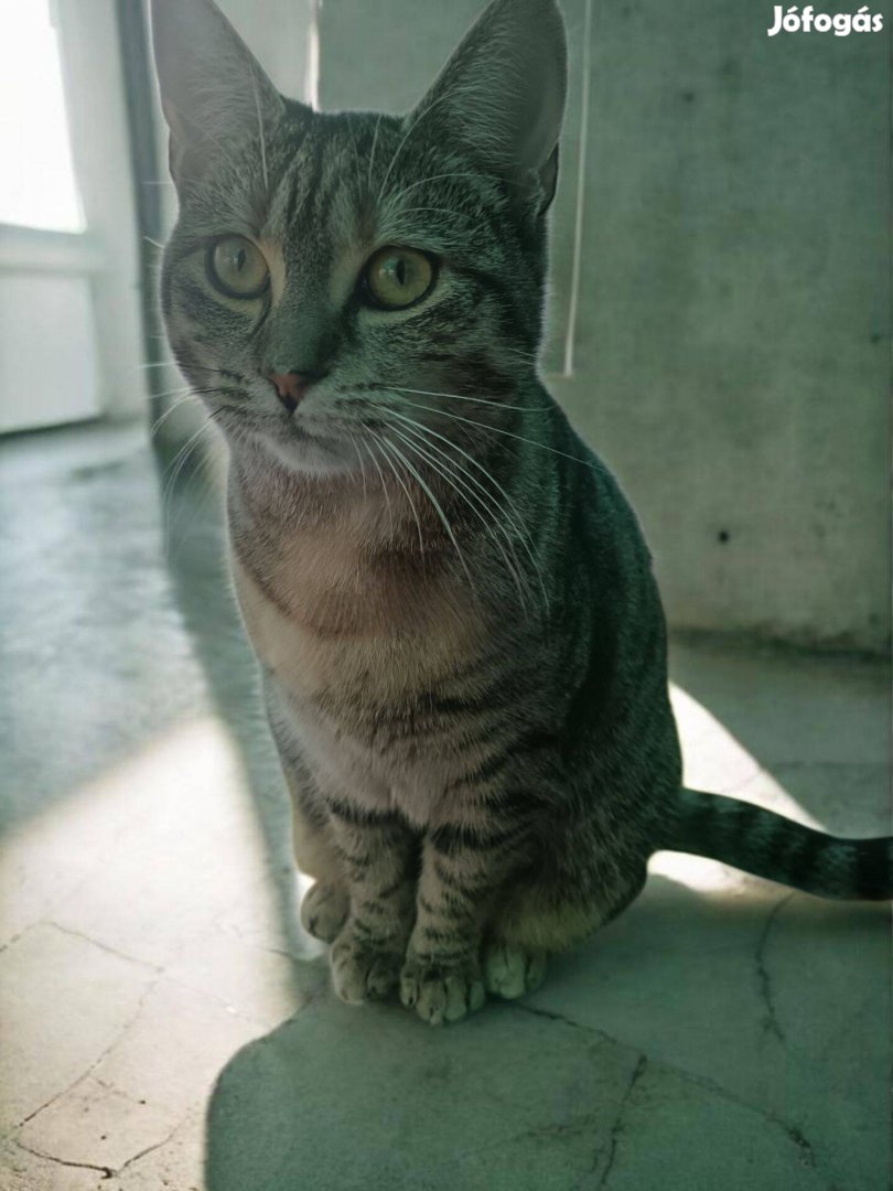 Macskák keresnek szerető gazdát