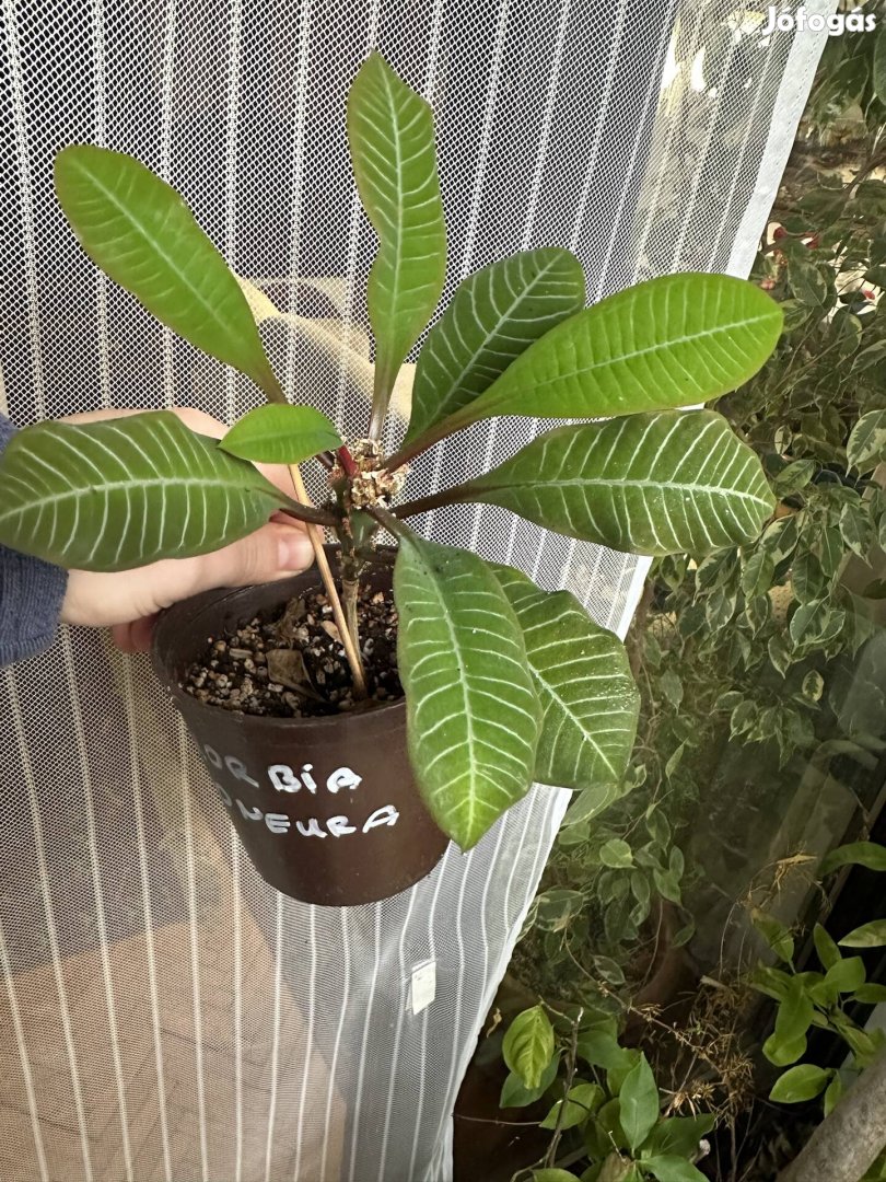 Madagaszkár ékszere köpködő pálma Euphorbia leuconeura