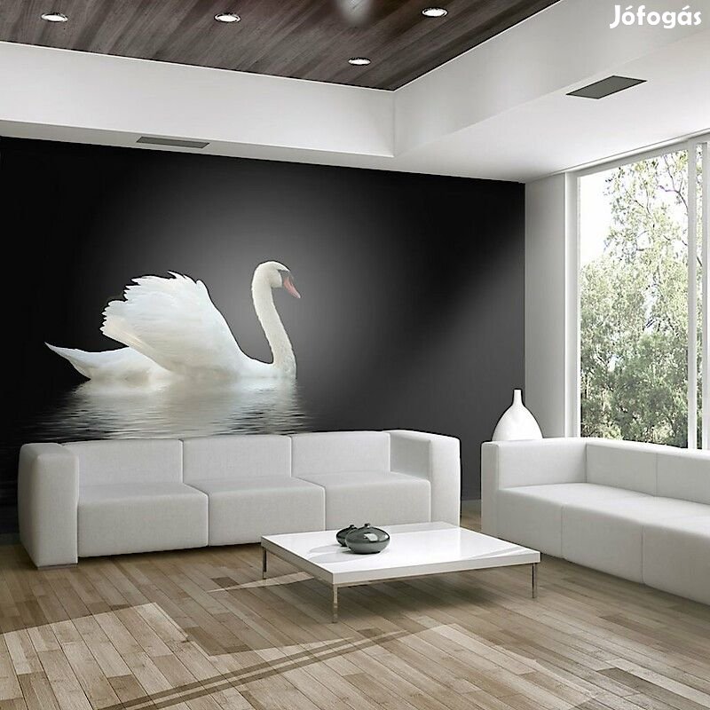 Madaras tapéta - Fehér hattyú fekete háttérrel