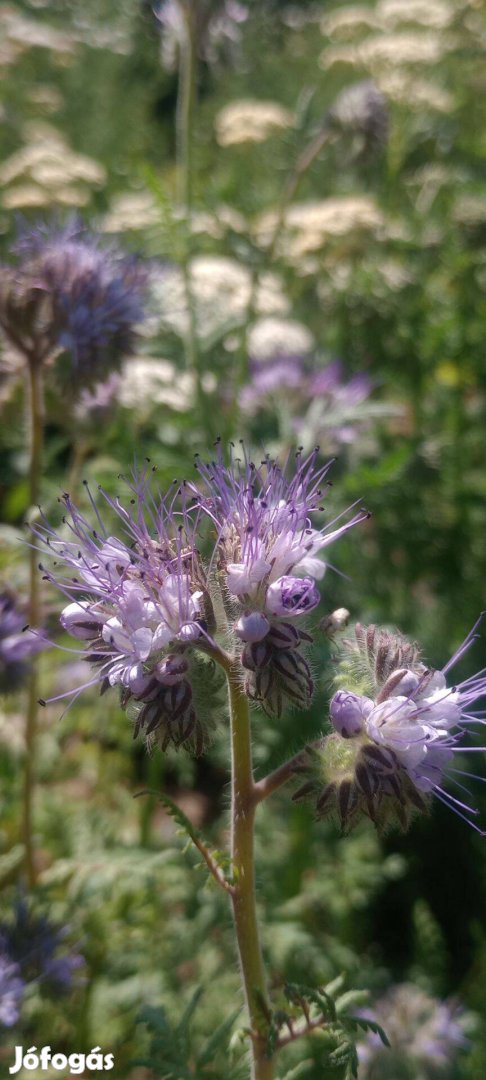 Mag Mézontófű virágmag 2-300 dbcsomag