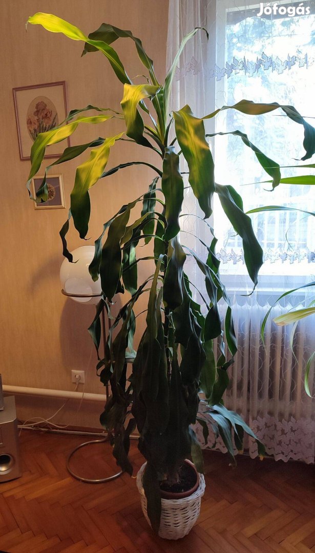 Magas szobanövény