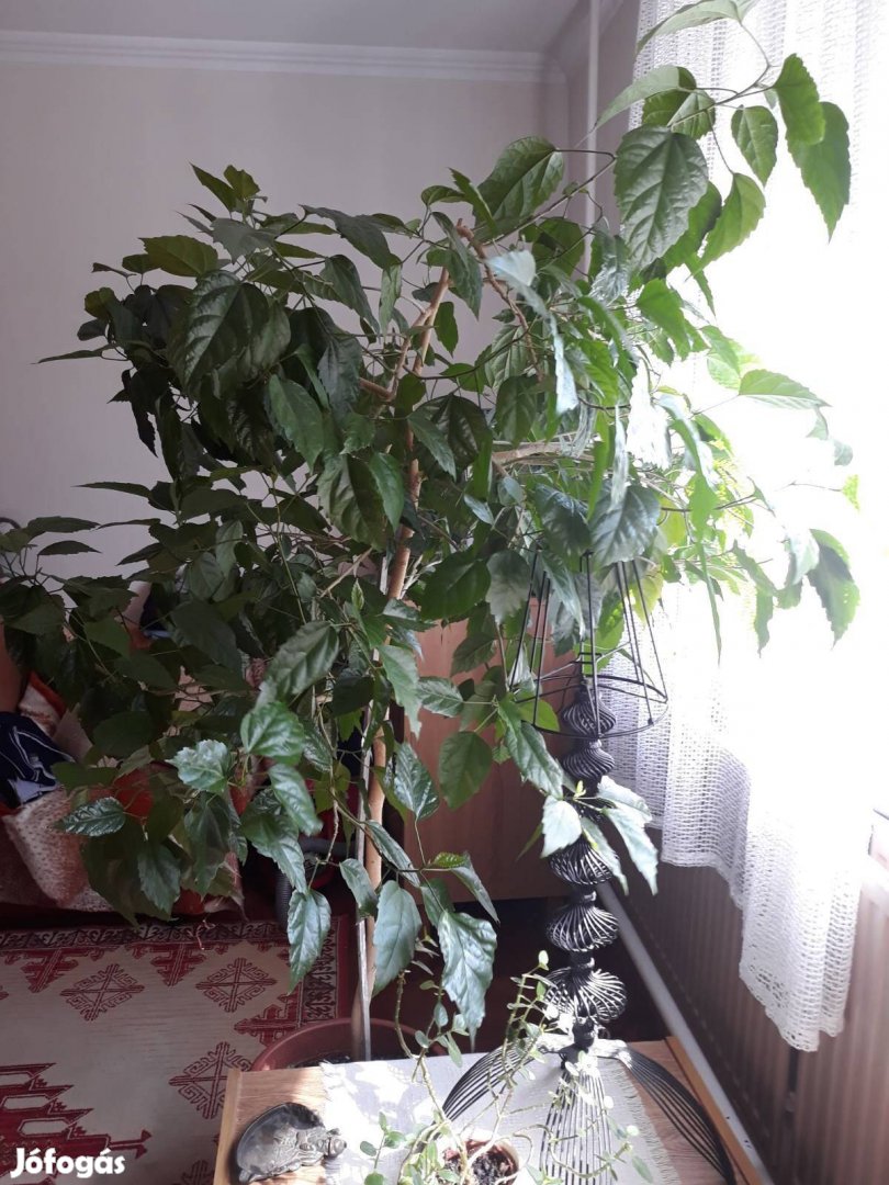 Magas törzsű szobai hibiszkusz 160 cm