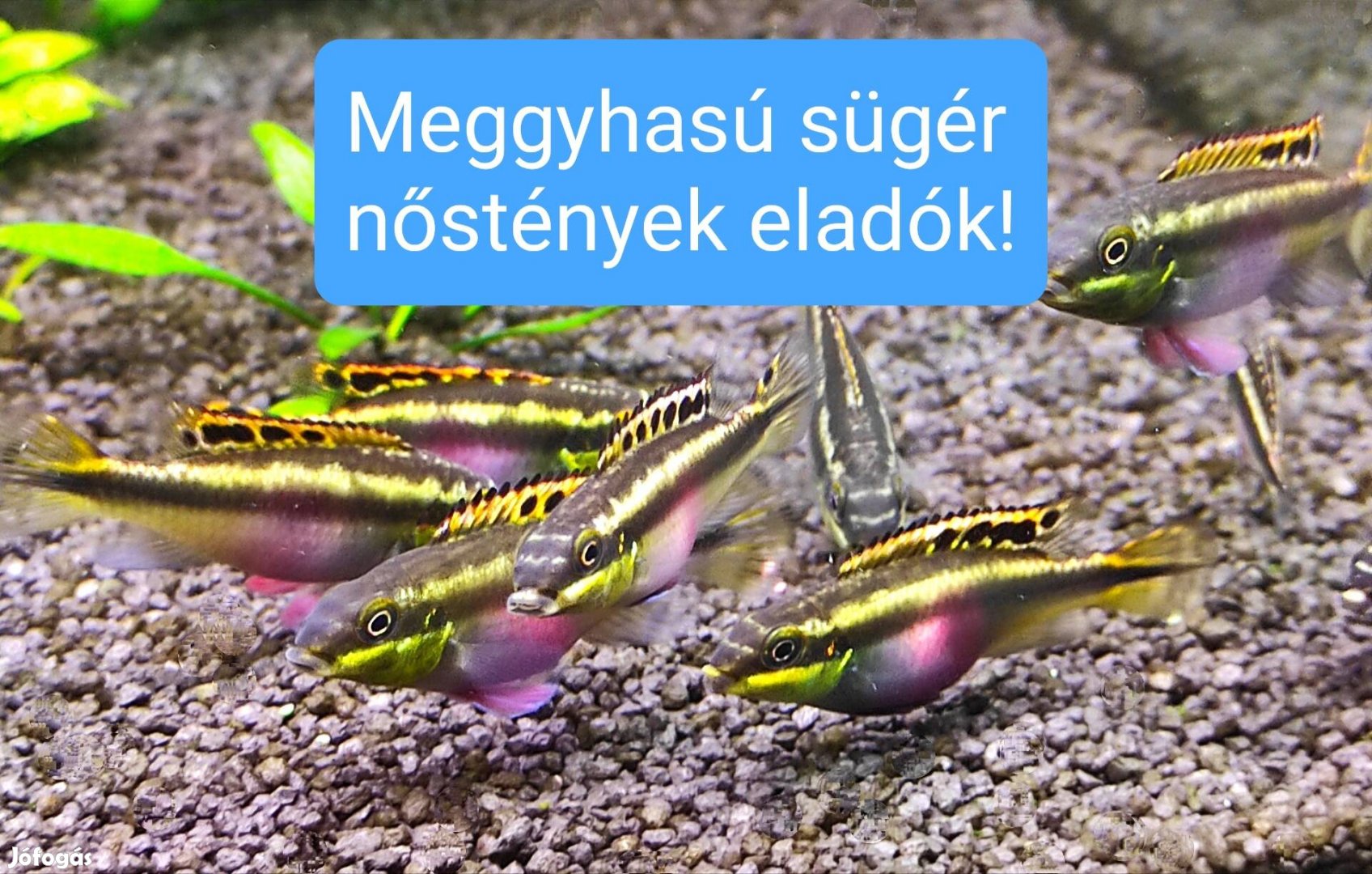 Maggyhasú sügér nőstények eladók