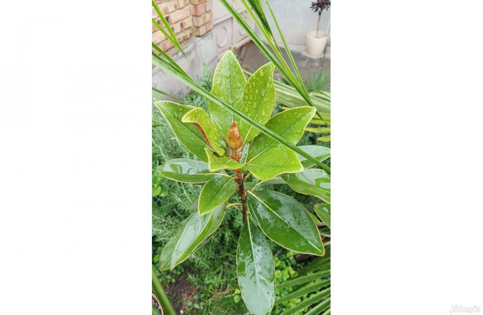 Magnolia Grandilora 'Little gem' , örökzöld magnólia, télálló liliomfa